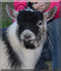 Golden Boy the Pygmy Goat