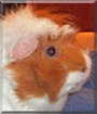 Cremepuff the Abyssinian Guinea Pig