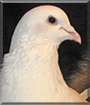 Cupid the Wedding Dove