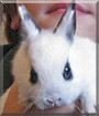 Snoopy the Dwarf Rabbit