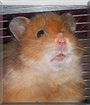 Allen the Hamster