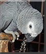Luna the Congo African Grey