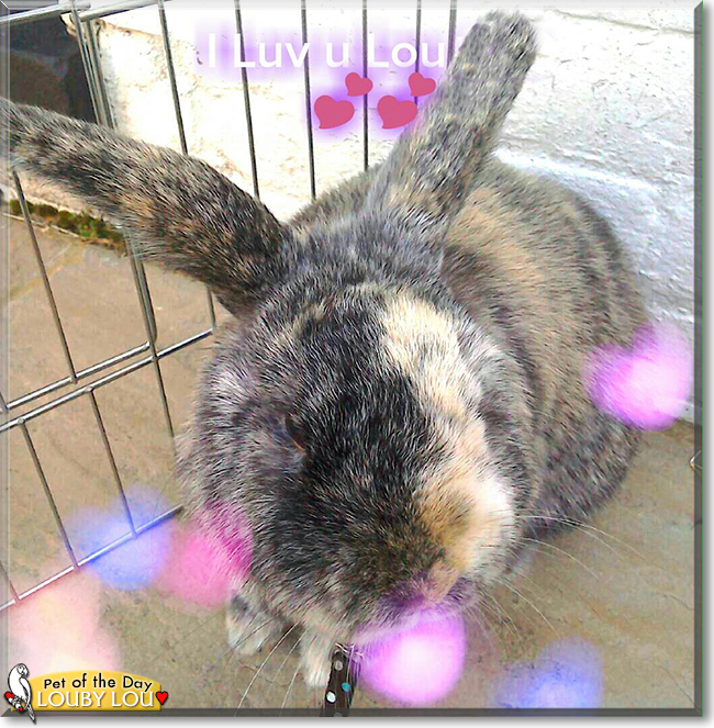 Louby Lou the Lop Rabbit, the Pet of the Day