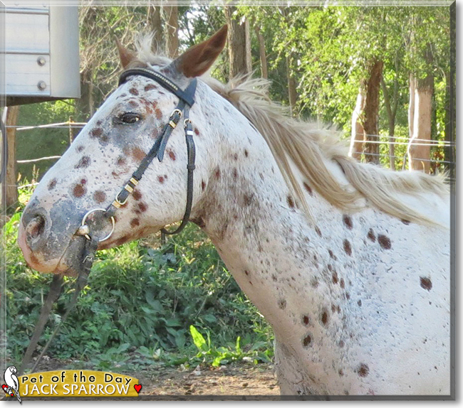 Jack Sparrow the Leopard Appaloosa Horse, the Pet of the Day