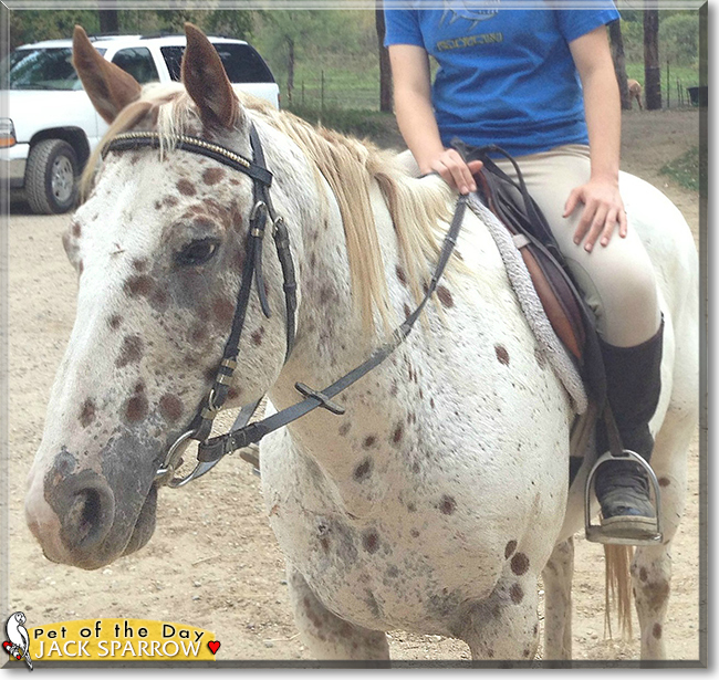 Jack Sparrow the Leopard Appaloosa Horse, the Pet of the Day
