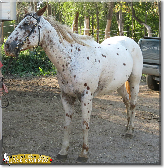 Jack Sparrow the Leopard Appaloosa Horse, the Pet of the Day