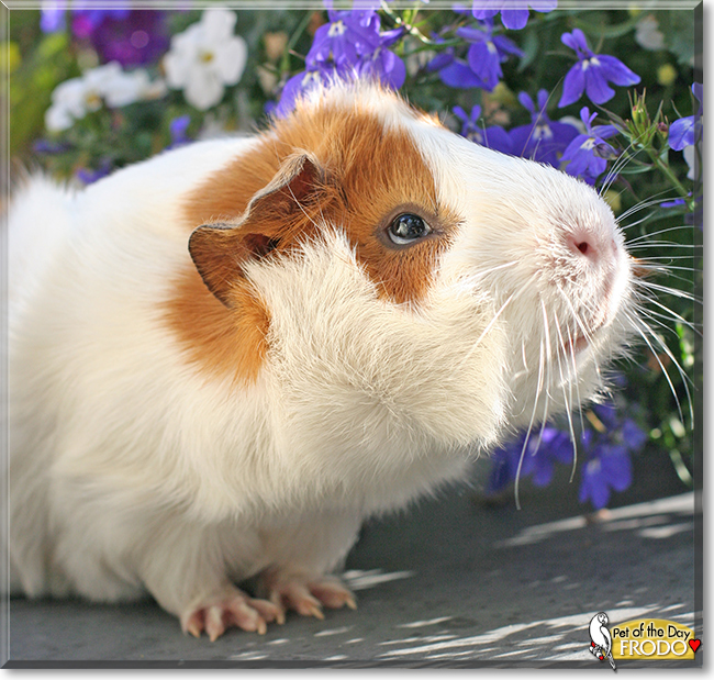 Frodo the Abyssinian Guinea Pig, the Pet of the Day