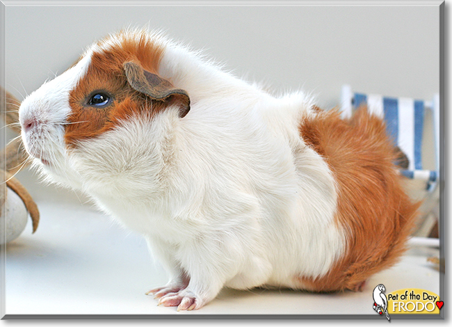 Frodo the Abyssinian Guinea Pig, the Pet of the Day