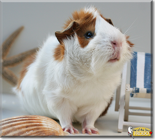 Frodo the Abyssinian Guinea Pig, the Pet of the Day