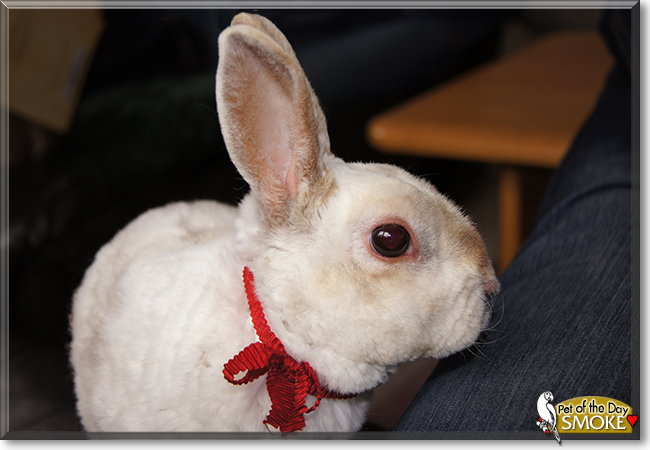 Smoke the Dwarf Rabbit, the Pet of the Day