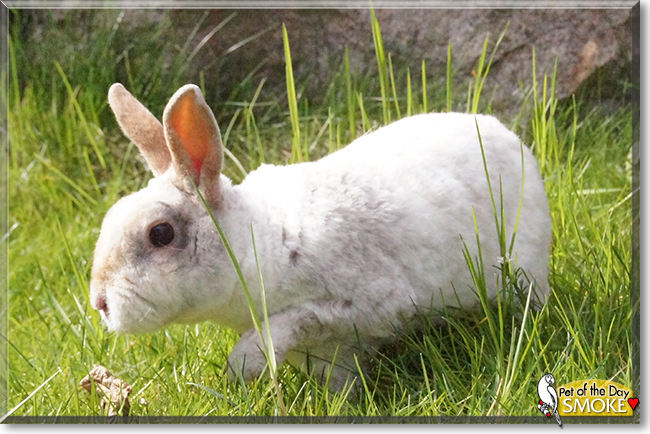 Smoke the Dwarf Rabbit, the Pet of the Day