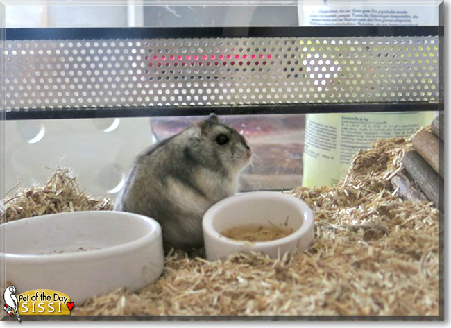 Sissi the Djungarian Dwarf Hamster, the Pet of the Day