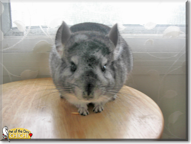 ChiChi the Chinchilla, the Pet of the Day