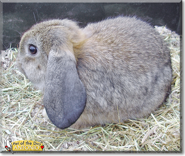 Antonio the Holland Lop Rabbit, the Pet of the Day