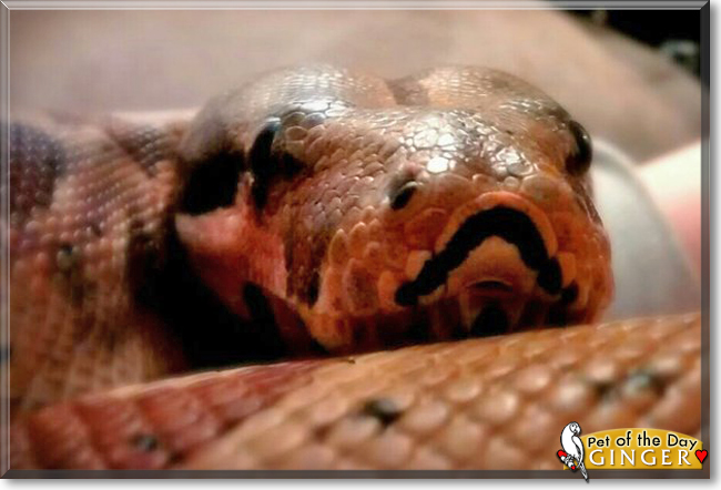 Ginger the RedTail Boa, the Pet of the Day