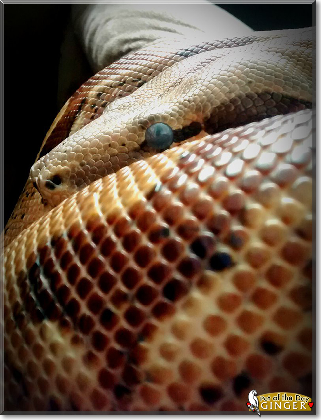 Ginger the RedTail Boa, the Pet of the Day