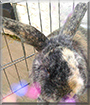 Louby Lou the Lop Rabbit