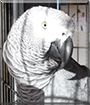 Mishka the Congo African Grey