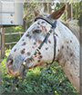 Jack Sparrow the Leopard Appaloosa Horse