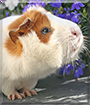Frodo the Abyssinian Guinea Pig