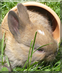 Keks the Rabbit