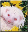 Krystl the African Pygmy Hedgehog