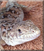 Siv the Steppe Runner Lizard