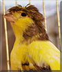 Grammy the Gloster Canary