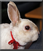 Smoke the Dwarf Rabbit