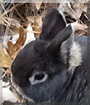 Thor the Rabbit,