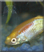 Nemo the Guppy