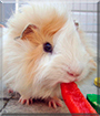Guiness the Guinea Pig