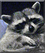 Sabastian the Raccoon