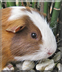 Subway the Guinea Pig