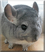 ChiChi the Chinchilla