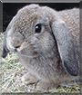 Antonio the Holland Lop Rabbit