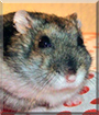 Krümel the Hungarian Dwarf Hamster