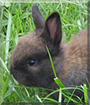 Schnugi the Rabbit