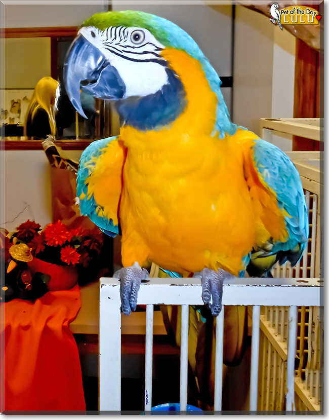 Lulu the Blue and Gold Macaw, the Pet of the Day