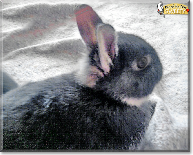 Sweety the Dwarf Rabbit, the Pet of the Day
