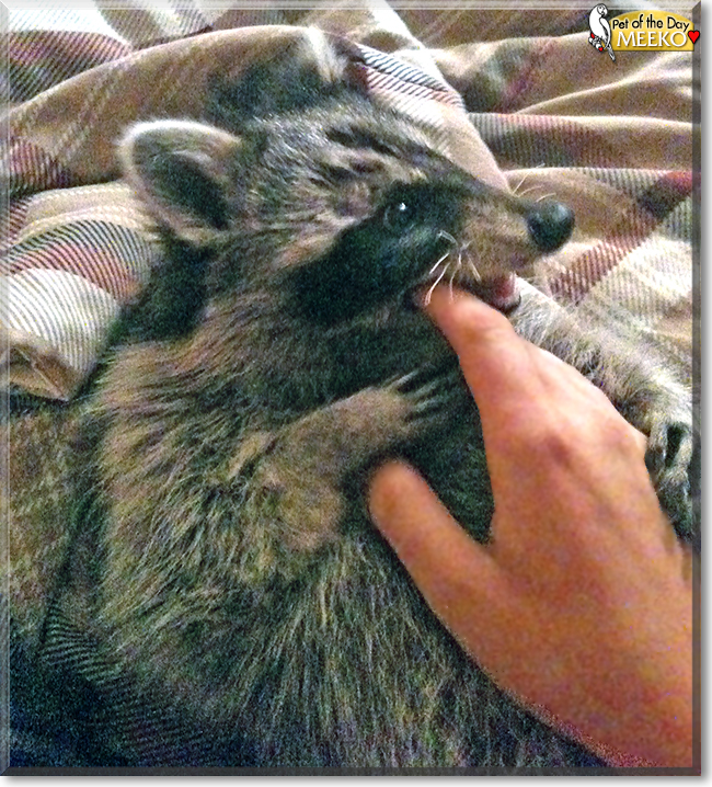 Meeko the Raccoon, the Pet of the Day