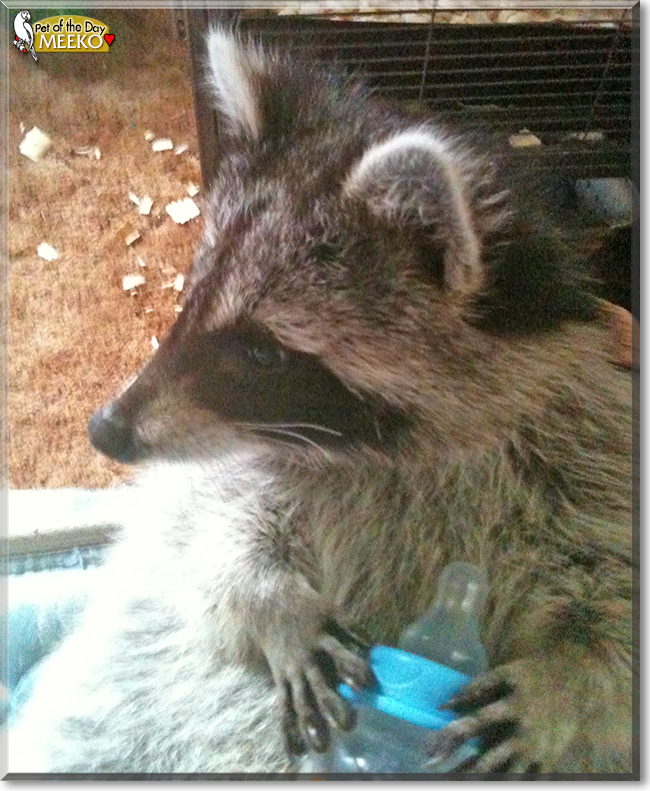 Meeko the Raccoon, the Pet of the Day