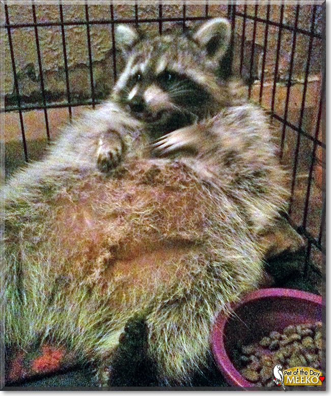 Meeko the Raccoon, the Pet of the Day