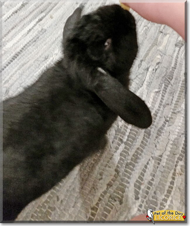 Licorice the German Lop Rabbit, the Pet of the Day