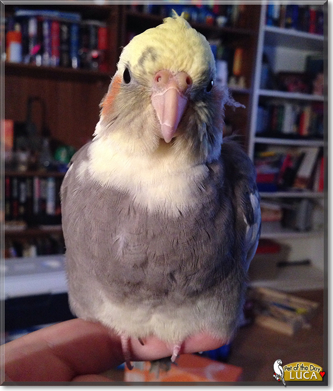 Luca the Cockatiel, the Pet of the Day
