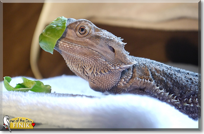 Finik the Bearded Dragon, the Pet of the Day