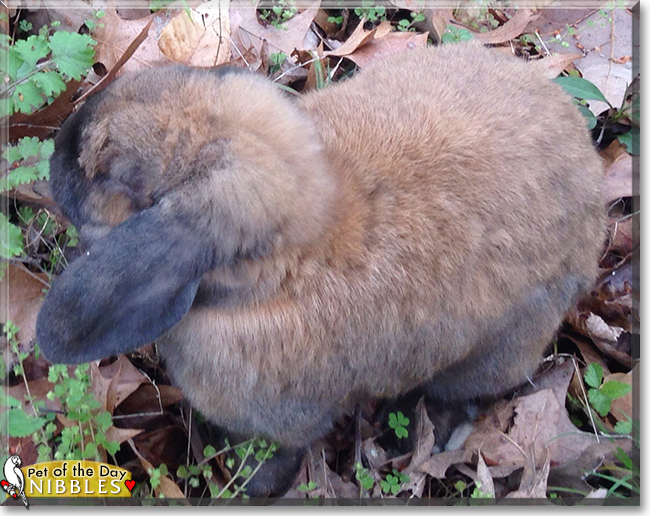 Nibbles the Dwarf Lop Rabbit, the Pet of the Day