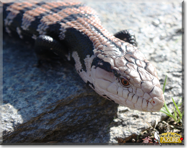 Azure the Blue Tongue Skink, the Pet of the Day