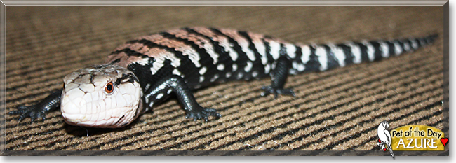 Azure the Blue Tongue Skink, the Pet of the Day