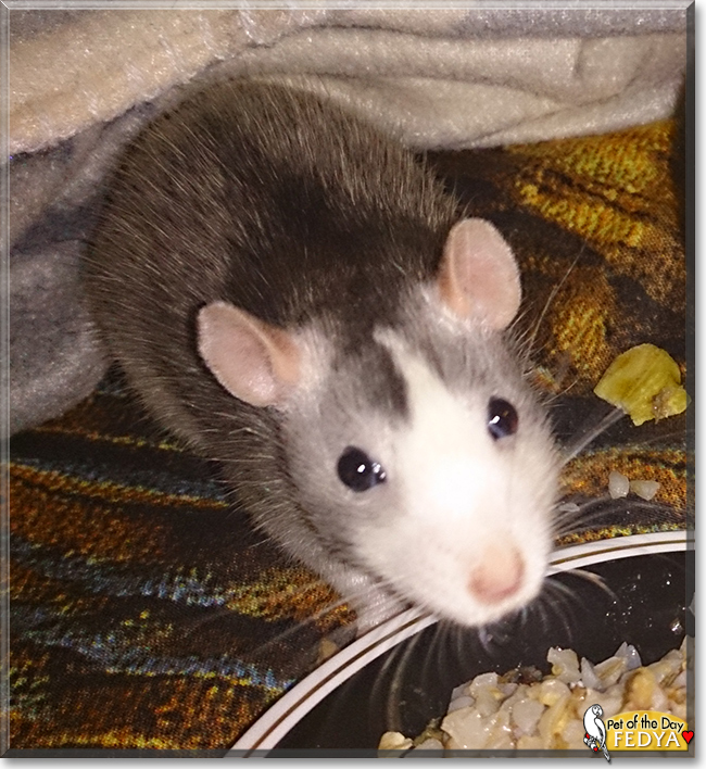 Fedya the Fancy Rat, the Pet of the Day